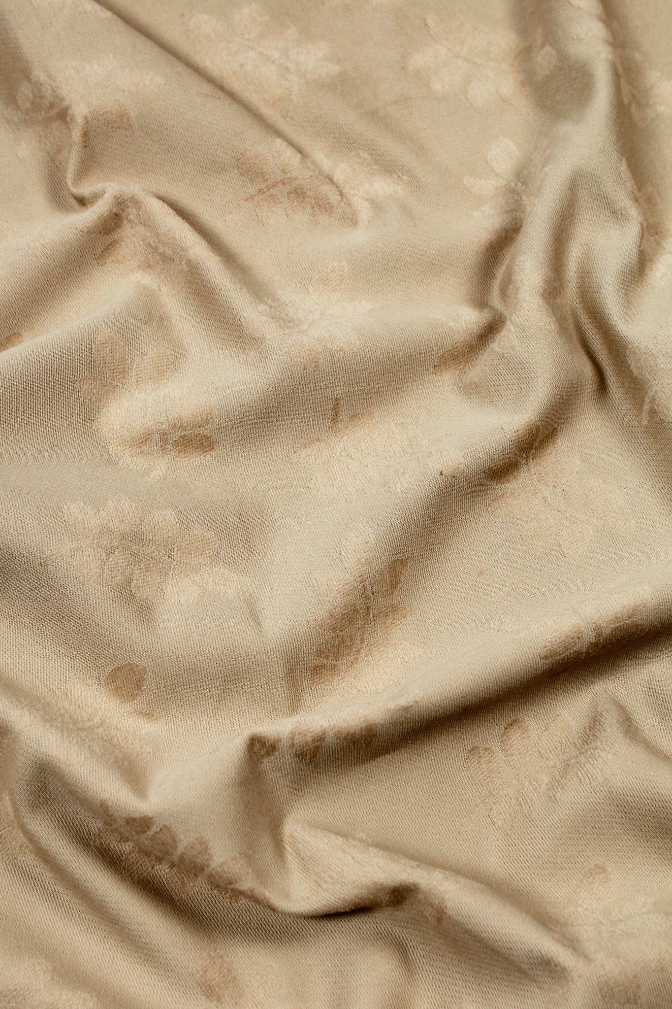 Cotton - Doberman Pinscher