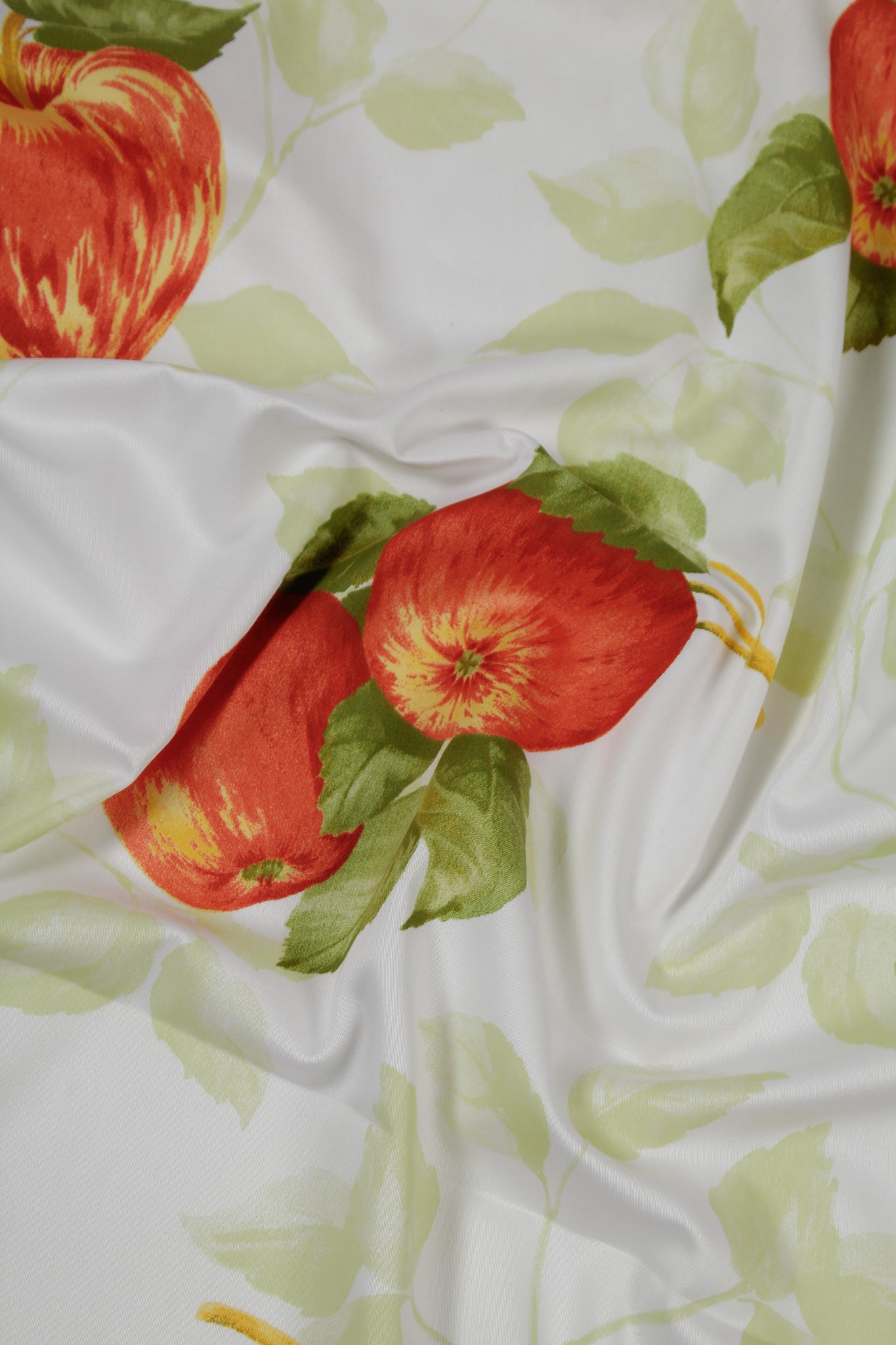 Cotton - Azawakh
